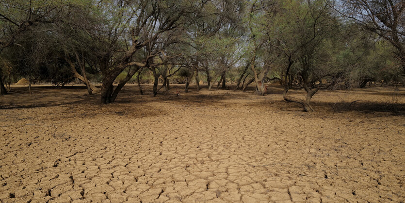 Das Foto zeigt die "Great Green Wall" zwischen Sahelzone und Sahara im Querformat. Im Vordergund sieht man trockenen, bereits tief rissigen Boden, im Hintergrund sind Bäume zu sehen.