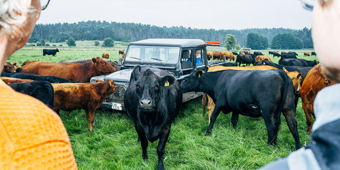 Zwei Personen schauen auf einen Geländewagen, der von Rindern umringt ist