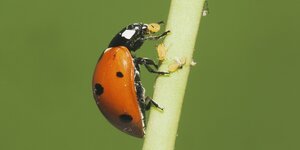 Ein Marienkäfer frisst Blattläuse