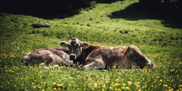 Eine Kuh in den Südtiroler Alpen