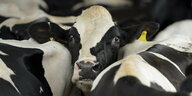 Eine Kuh wartet mit anderen auf das Melken in einem Milchviehbetrieb in den USA.