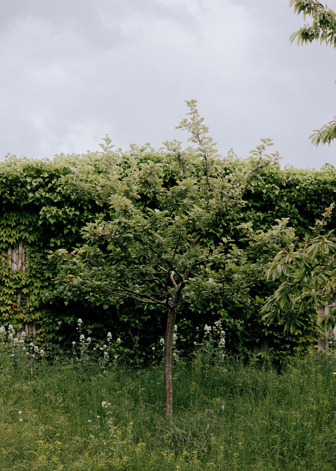 Ein junger Baum in einem Garten