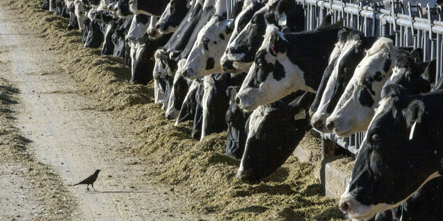 Milchkühe fressen auf einer US-amerikanischen Farm Futter