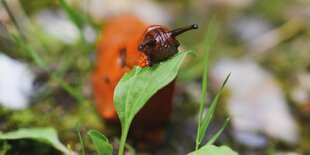 Eine Wegschnecke frisst ein Blatt