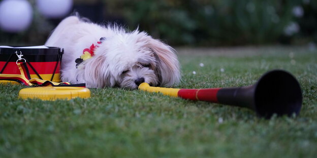 Ein kleiner Hund liegt auf dem Rasen vor einer Vuvuzela in Schwarz-Rot-Gold