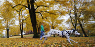 ein Dalmatiner läuft durch Herbstlaub, im Hintergund geht eine Frau