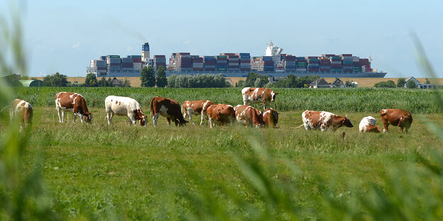 Kühe grasen in Brokdorf auf einer Wiese, während ein großes Containerschiff auf der Elbe vorbeizieht.