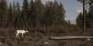 Ein weißes, abgemagertes Rentier steht in einem gerodeten Waldgebiet