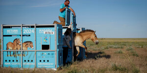 Ein Pferd springt aus einem blauen Container
