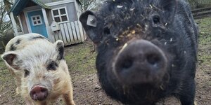 Zwei Minischweine auf dem Gelände der Stadtteilfarm Huchting in Bremen halten ihre Schnauzen in Richtung Kamera