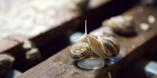 Zwei Schecken kriechen übereinander her