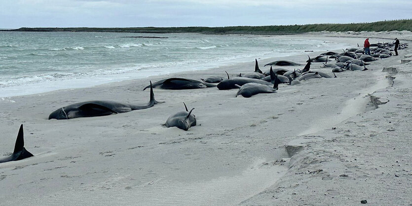 Dutzende Grindwale liegen auf dem in die Ferne reichenden Strand, ihre Körper sind zur Hälfte in den Sand eingesunken.