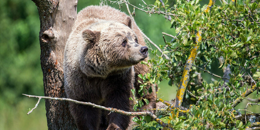 Braunbär auf einem Baum