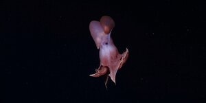 Ein Oktopus schwimmt im tiefschwarzen Meer