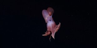 Ein Oktopus schwimmt im tiefschwarzen Meer