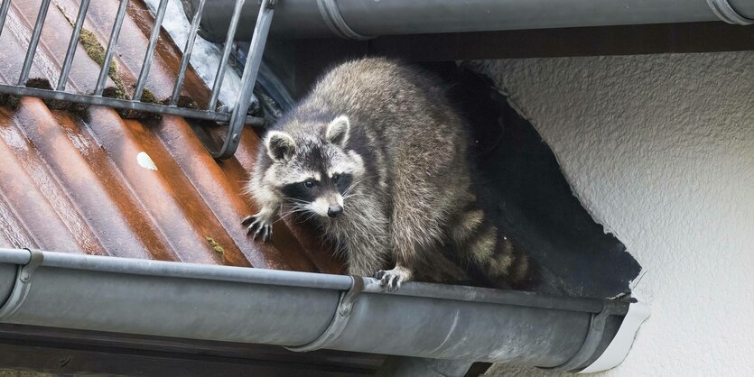 Waschbär sitzt auf einem Hausdach