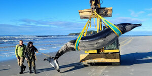 Bahamonde-Schnabelwal an einem Strand in Neuseeland wird von einem Kran hochgehoben
