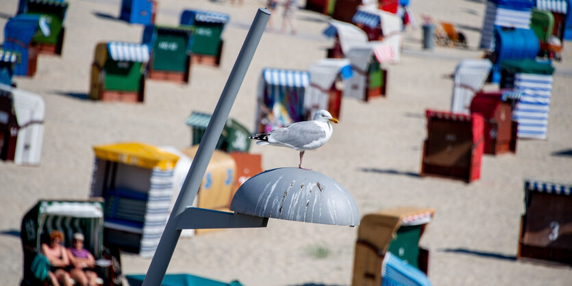 Strandkörbe auf Borkum, im Vordergrund sitzt eine Möwe auf einer Lampe.