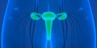 3D-Illustration in den Farben blau und grün, die die Anatomie des weiblichen Fortpflanzungssystems zeigen