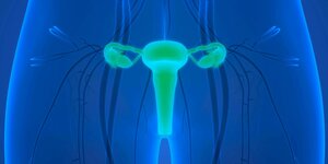 3D-Illustration in den Farben blau und grün, die die Anatomie des weiblichen Fortpflanzungssystems zeigen