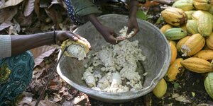 Kakaofrüchte werden geöffnet und die weißen Bohnen werden in einer Metallschüssel gesammelt. Frische Kakaofrüchte leigen auf dem Boden neben der Schüssel