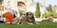Ein streunender Hund ruht vor der byzantinischen Hagia Sophia Moschee