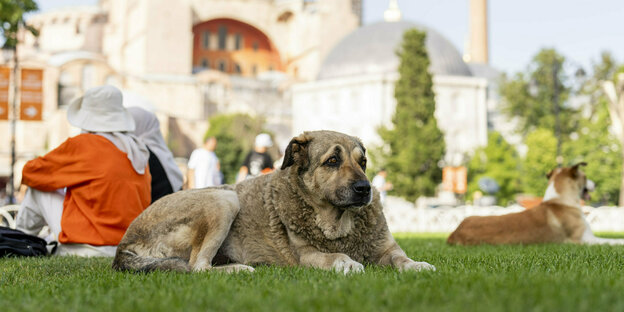 Ein streunender Hund ruht vor der byzantinischen Hagia Sophia Moschee