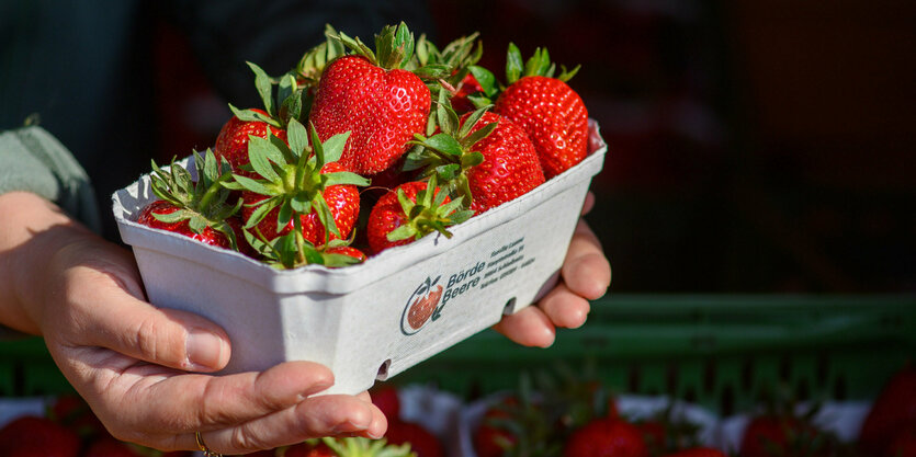 Eine SChale mit Erdbeeren in den Händen einer Frau