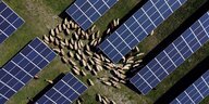 Schafe grasen zwischen Solaranlagen