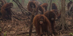 Orang-Utans bewegen sich durch den nebeligen Urwald