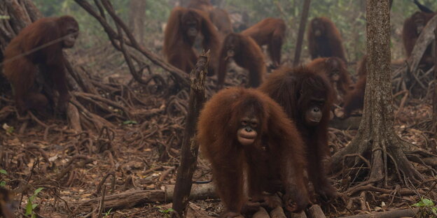 Orang-Utans bewegen sich durch den nebeligen Urwald