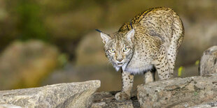 Ein iberischer Luchs läuft in felsiger Landschaft bei Dunkelheit