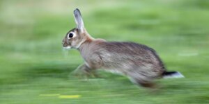 Ein flüchtendes Kaninchen rennt mit aufgestellten Ohren über eine grüne Wiese