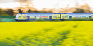 Der blau-gelbe Metronom Zug fährt durch die Lande, im Vordergrund ein Rapsfeld