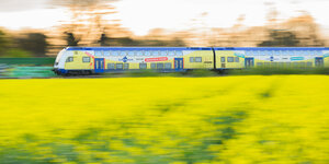Der blau-gelbe Metronom Zug fährt durch die Lande, im Vordergrund ein Rapsfeld
