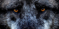 Die Augen eines Wolfes in Nahaufnahme