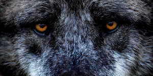 Die Augen eines Wolfes in Nahaufnahme