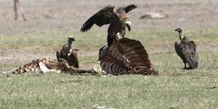 Geier frisst Büffelaas in Kenia