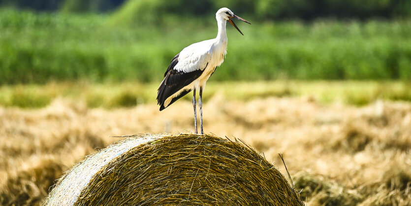 Storch auf einem Strohballen