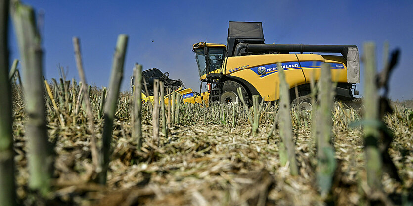 Ein Mähdrescher erntet Winterraps auf dem Feld des Landwirtschafts- und Produktionsbetriebs Zhorzhovych, Region Saporischschja, Südukraine.