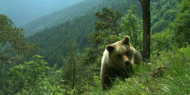 Braunbär läuft durch einen Wald