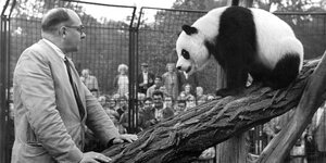 Tierpark-Direktor Heinrich Dathe im Gehege mit einem Pandabär
