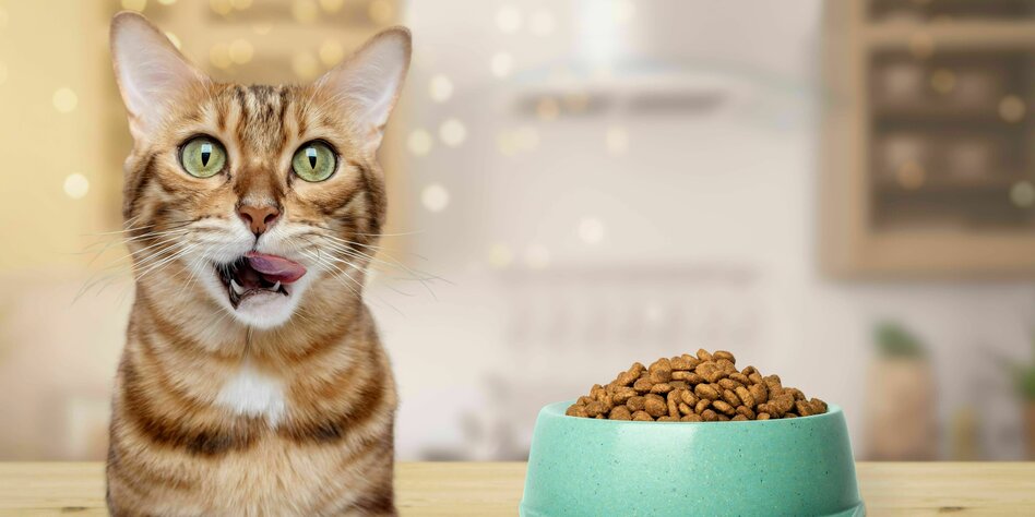 Trends bei Lebensmitteln und Technik: Katzenfutter mit KI