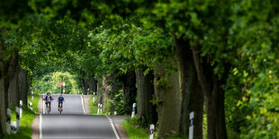 Radfahrerinnen auf einer Allee