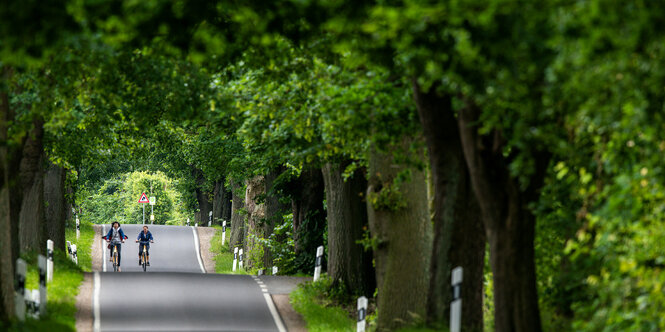 Radfahrerinnen auf einer Allee