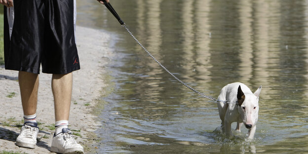 Ein Hundeherrchen geht mit seinem Bullterrier an einem See spazieren.
