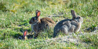 Drei Wildkaninchen auf einer Wiese