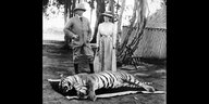 Ein europäisches Paar posiert für den Fotografen neben einem erlegten Tiger in Indien, ca. 1900.