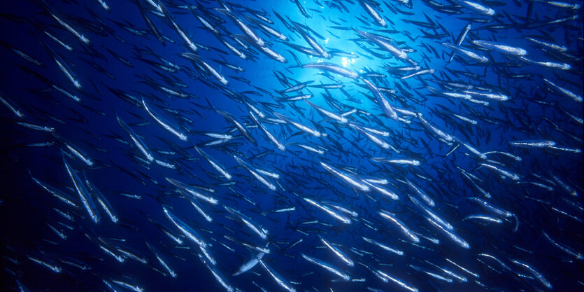 Sardinen-Schwarm im Meer vor Italiens Küste