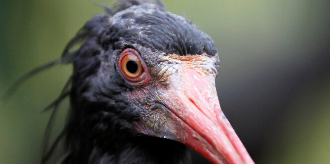 Waldrapp, seltener Vogel im Porträtfoto